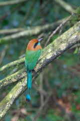 The broad-billed motmot (Electron platyrhynchum) in  a tropical rainforest, Costa Rica