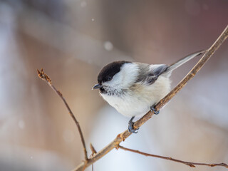 Cute bird the willow tit, song bird sitting on a branch without leaves in the winter.