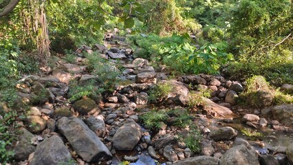 A scene of green moss on the ground during the morning time