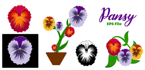 Pansy flower set , Hand drawn vector illustration of garden varieties of Viola tricolor on white background,