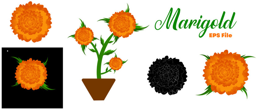 Marigold flowers set, leaves and pot. Red and orange tagetes or cempasuchil blooming flowers, Mexican Dia de los Muertos, Day of Dead holiday and Indian Diwali festival vector floral decorations