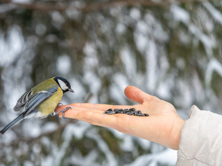 Girl feeds a tit from a palm. Hungry bird eating seeds from a hand during winter or autumn © Dmitrii Potashkin