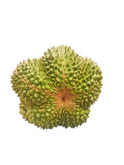 King of Fruits Black Thorn Durian in transparent background