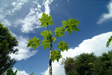 Low angle view of  growing Papaya tree against blue sky.