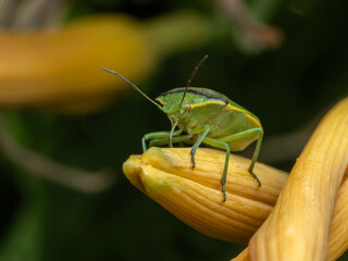 P7120191 Adult shield bug, Chlorochroa ligata, feeding on plant cECP 2023