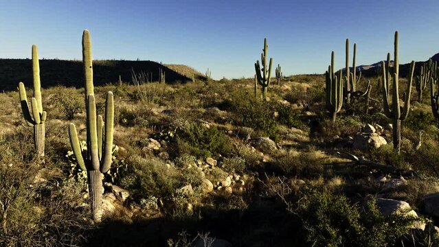 Low flying drone footage of desert with cacti all around