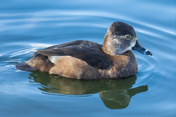 Ring-necked duck female swimming at Stow Lake, San Francisco.
