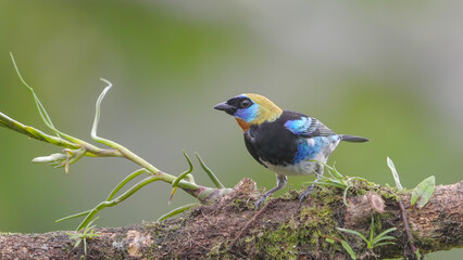 golden-hooded tanager perched on a branch