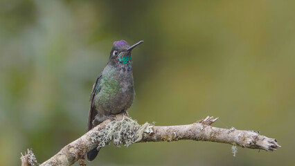 a talamanca hummingbird and its brightly colored throat
