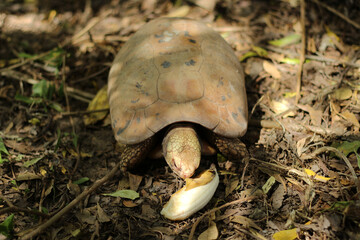 Elongated tortoise in the nature, Indotestudo elongata ,Tortoise sunbathe on ground with his protective shell ,Tortoise from Southeast Asia and parts of South Asia ,High yellow Tortoise
