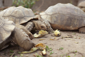 African Sulcata Tortoise Natural Habitat,Close up African spurred tortoise resting in the garden, Slow life ,Africa spurred tortoise sunbathe on ground with his protective shell ,Beautiful Tortoise
