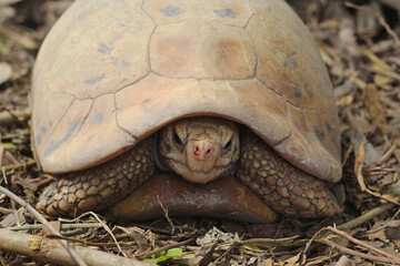Elongated tortoise in the nature, Indotestudo elongata ,Tortoise sunbathe on ground with his protective shell ,Tortoise from Southeast Asia and parts of South Asia ,High yellow Tortoise
