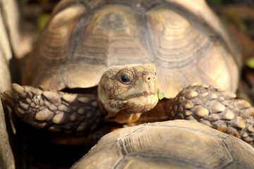 Obraz premium African Sulcata Tortoise Natural Habitat,Close up African spurred tortoise resting in the garden, Slow life ,Africa spurred tortoise sunbathe on ground with his protective shell ,Beautiful Tortoise 