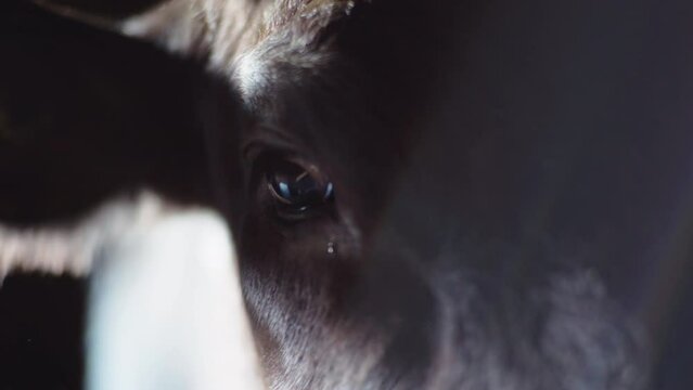 Black Angus cow in old stable 3