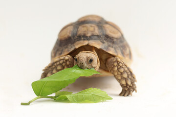 Cute small baby African Sulcata Tortoise in front of white background, African spurred tortoise...