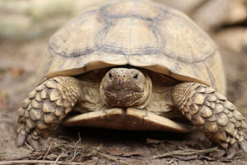 African Sulcata Tortoise Natural Habitat,Close up African spurred tortoise resting in the garden, Slow life ,Africa spurred tortoise sunbathe on ground with his protective shell ,Beautiful Tortoise
