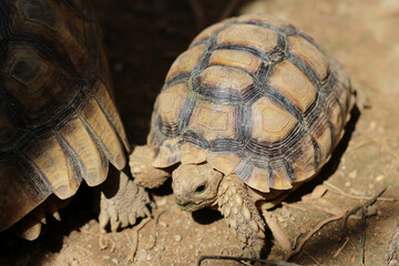 African Sulcata Tortoise Natural Habitat,Close up African spurred tortoise resting in the garden, Slow life ,Africa spurred tortoise sunbathe on ground with his protective shell ,Beautiful Tortoise
