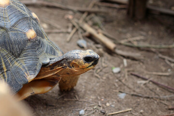 Portrait of radiated tortoise,The radiated tortoise eating flower ,Tortoise sunbathe on ground with his protective shell ,cute animal ,Astrochelys radiata ,The radiatedtortoise from Madagascar
