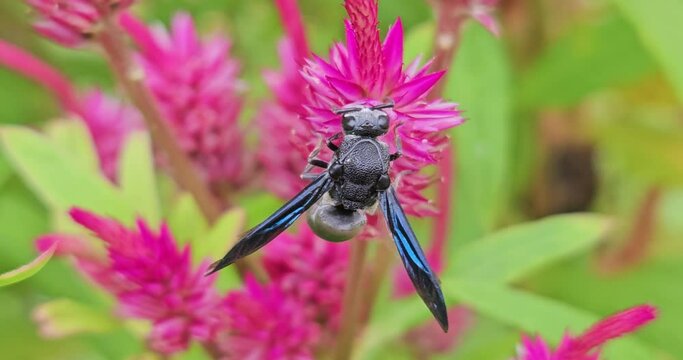 Wasp On Flwer