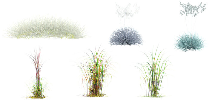 3d illustration of set Andropogon,Wild field grass,Blue Festuca Grass isolated on white background