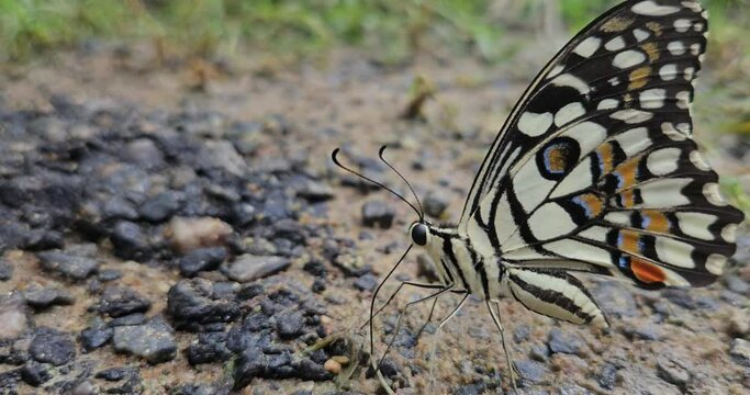 Butterfly eats minerals in soil land. puddling on salt earth ground and flying in nature.