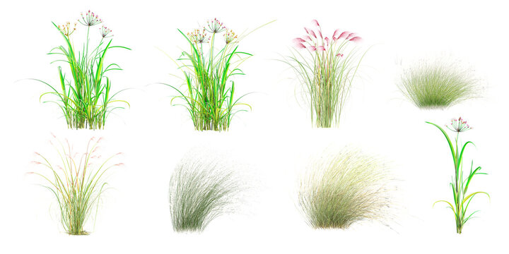 3d illustration of set Paper reed,Fountain grass,Green grass isolated on white background stock photo
