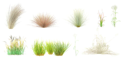 Chinese silver grass,Vetiver,Needle grasses,Lawn Grass,Red Baron Grass isolated on white background