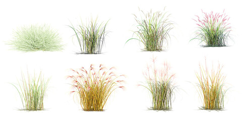 Common baby's-breath,Chinese silver grass,Herbaceous,Encapsulated Grass Family transparent background PNG clipart