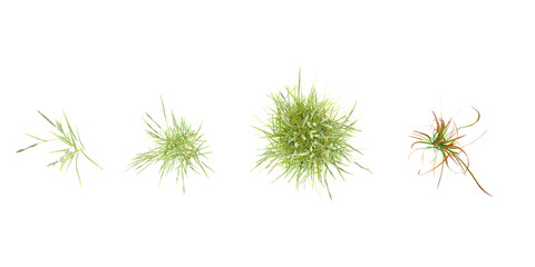 Isolated  Chinese silver grass,Decorative Grass Bushes on a white background from top view