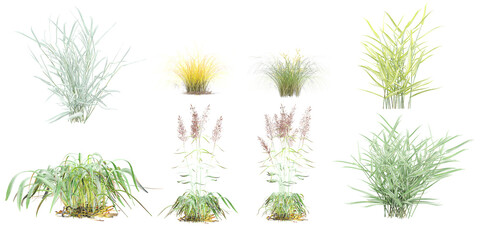 Jungle Switchgrass,Lovegrasses,Lemongrass,Forsythia Plant shapes cutout 3d render png set