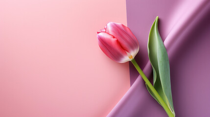An elegant tulip lies across a smooth transition from pink to purple fabric, highlighting its delicate beauty.
