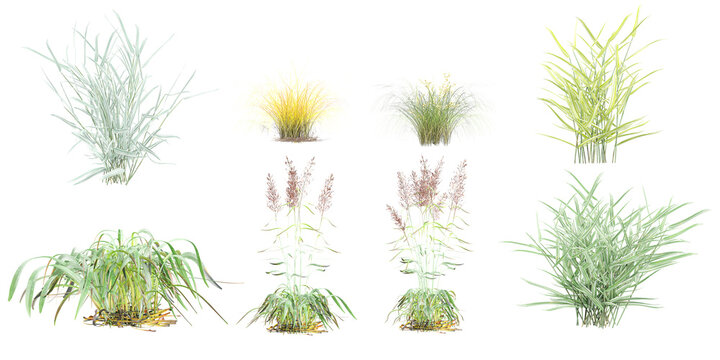 Jungle Switchgrass,Lovegrasses,Lemongrass,Forsythia Plant shapes cutout 3d render png set