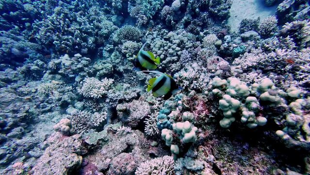 Underwater View of Two Yellow Black Fish Together next to Pink Corals in Egypt