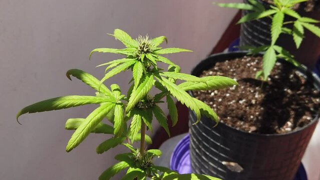 Slow Motion Closeup Shot of Autoflowering Weed Cannabis Plant Starting to Flower