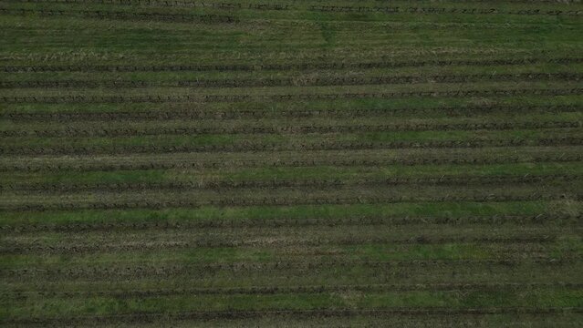 Aerial View of Pugnac Vineyards, Bordeaux - aerial top down view