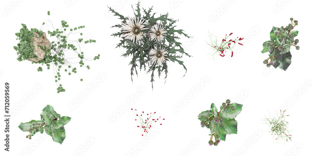 Wall mural Plum blossom,stone,Genista Lydia,Carlina acaulis,Saussurea, grass with flowers isolated white background, 3d rendered from top view - Wall murals