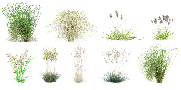 Natural white background with Stipa Arundinacea Sweet Grass Windy,Carex capillaris Atlas Alpenflora,Juncus balticus subsp,Ovina
