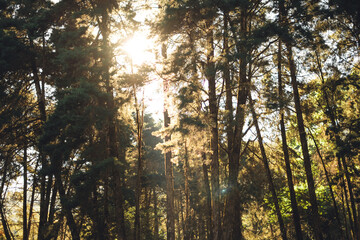 Light shines in the pine forest on a spring evening.