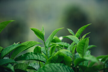 Fototapeta na wymiar Fresh green tea leaf shoots in nature