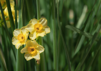Three yellow daffodil flowers blooming in the spring garden. Closeup with copy space. - 712060900