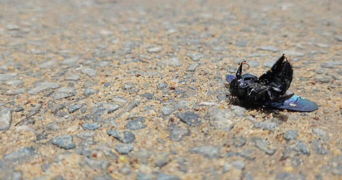 Macro view of predators ants colony while eating dead Carpenter bee insect, animal wildlife nature 4k