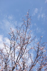 青空に映える桜の蕾。5部咲き、7部咲き