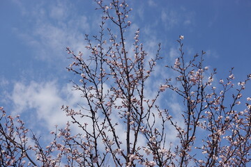 春の訪れ桜の蕾、５部咲き、７部咲き