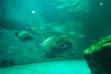 CHONBURI, THAILAND - October, 15, 2023: Photo interior of Aquarium an Under water glass tunnel in...