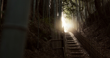 Nature, staircase and bamboo trees in Japan of hiking trail, light or steps on outdoor path. View...