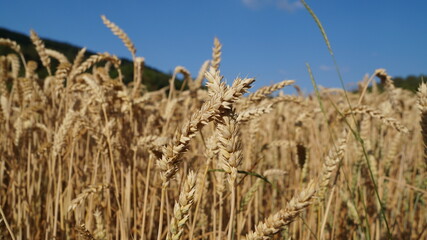 golden ripe ears of wheat in the fields