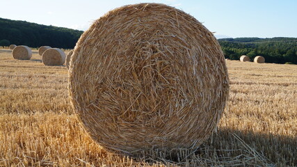 modern sheaf of wheat stands in a field in the evening sun before sunset