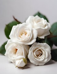  White rose flower.