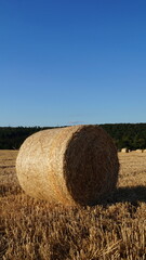 modern sheaf of wheat stands in a field in the evening sun before sunset