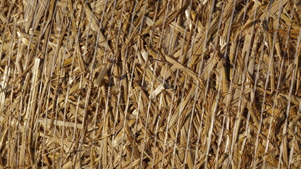 a modern straight shot wheat bundle as a background © rudjaka.avtor.me